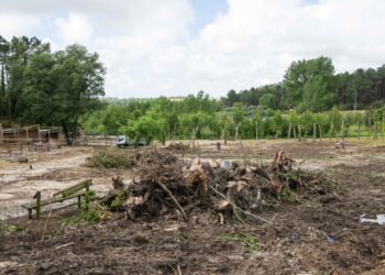 Gonçalo Lopes desafia Junta a mostrar estudos sobre corte de árvores no Parque da Lagoa
