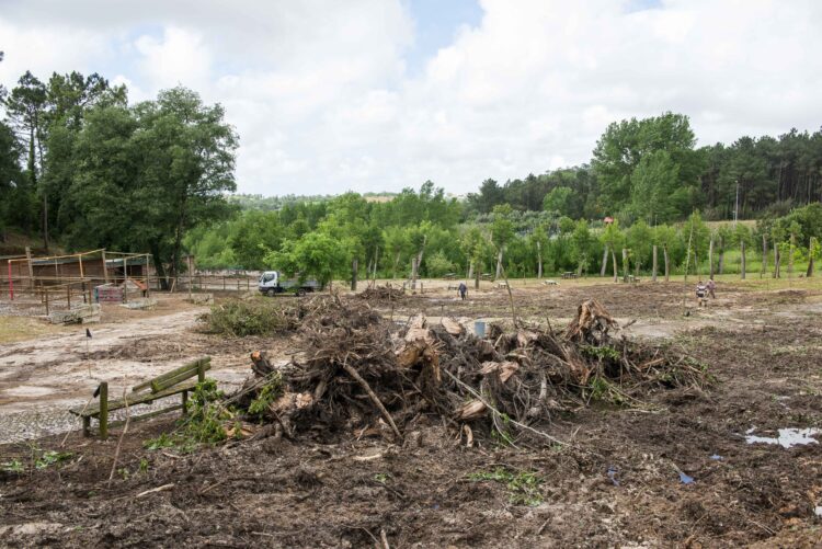 Gonçalo Lopes desafia Junta a mostrar estudos sobre corte de árvores no Parque da Lagoa