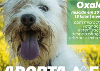 Adopção de animais do Centro de Recolha Oficial da Marinha Grande