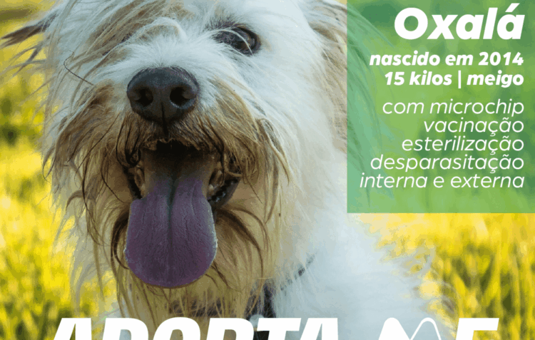 Adopção de animais do Centro de Recolha Oficial da Marinha Grande
