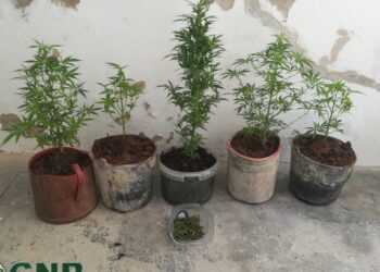 GNR detém homem por tráfico de estupefacientes em Peniche