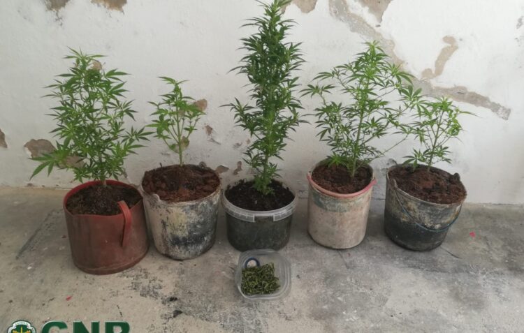 GNR detém homem por tráfico de estupefacientes em Peniche