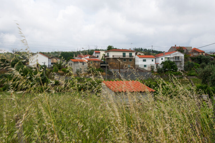 Pedrógão Grande: três anos depois da tragédia ordenamento florestal é inexistente