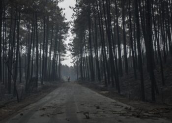 Duas queixas-crime responsabilizam Estado pela destruição do Pinhal de Leiria