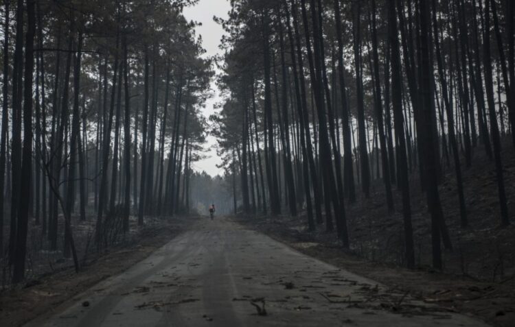 Duas queixas-crime responsabilizam Estado pela destruição do Pinhal de Leiria