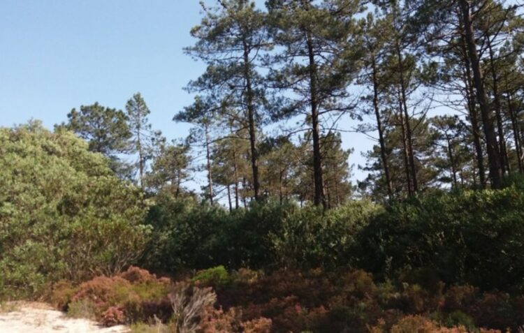 Ministro diz que Câmara da Marinha Grande recuou no projecto do Museu da Floresta