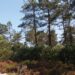 Ministro diz que Câmara da Marinha Grande recuou no projecto do Museu da Floresta
