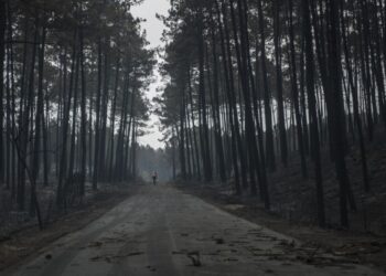 Marinha Grande exige ao Governo plano de acção rápido para a Mata Nacional