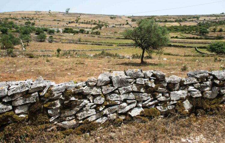 Muros de pedra seca querem ser Património da Humanidade