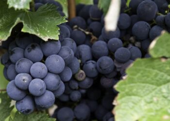 Governo aumenta apoios ao sector dos vinhos para 18 milhões de euro