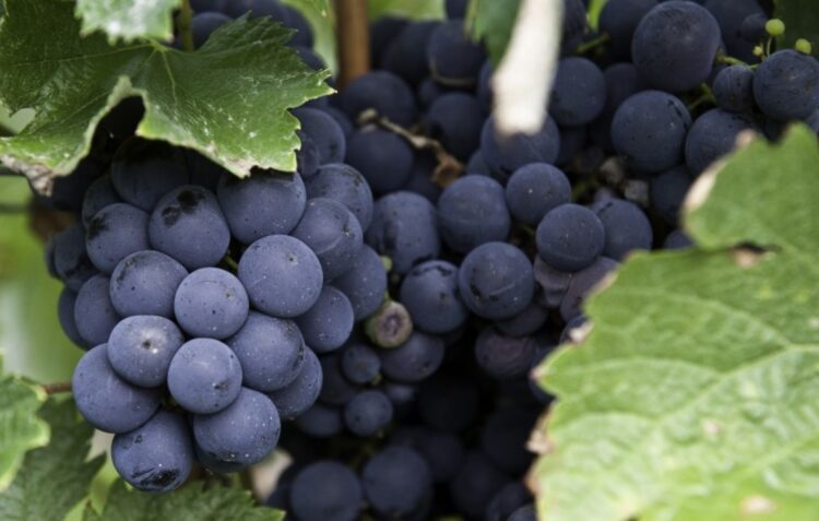Governo aumenta apoios ao sector dos vinhos para 18 milhões de euro