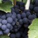 Governo aumenta apoios ao sector dos vinhos para 18 milhões de euro