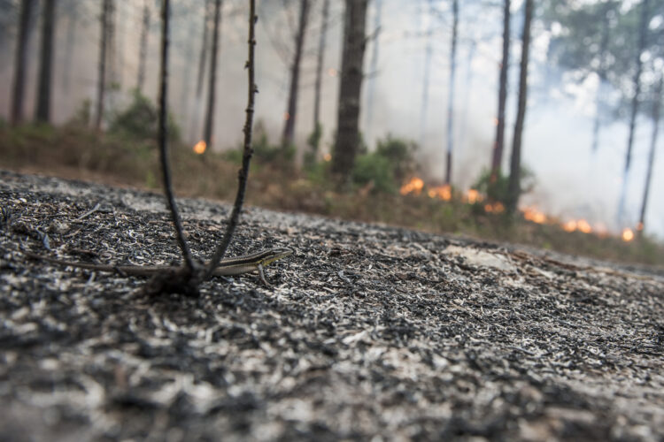 Árvores crescem no Pinhal de Leiria mas no terreno lamenta-se falta de meios e demoras