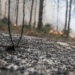 Árvores crescem no Pinhal de Leiria mas no terreno lamenta-se falta de meios e demoras