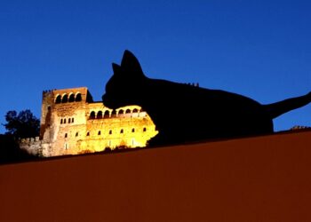 No Dia do Gato, Leiria oferece aos cidadãos um… “GATO”