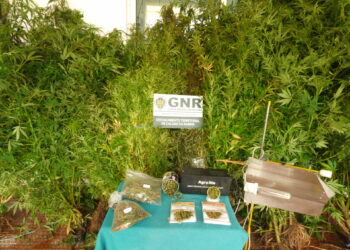 GNR apreende 200 plantas de cannabis nas Caldas da Rainha