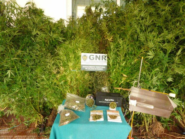 GNR apreende 200 plantas de cannabis nas Caldas da Rainha