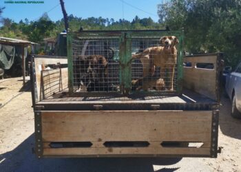 GNR recolhe cinco cães em casas que tinham artigos roubados