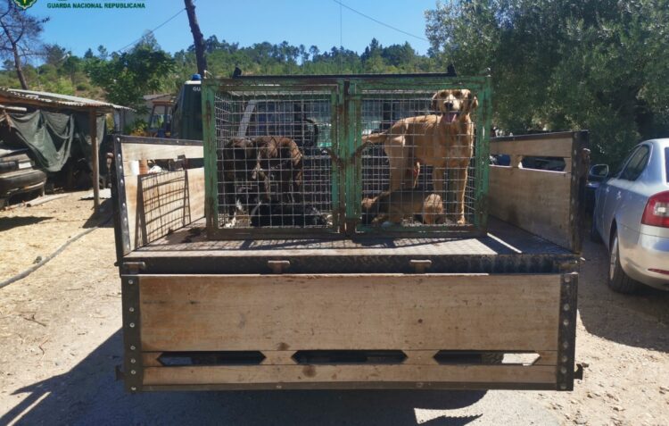 GNR recolhe cinco cães em casas que tinham artigos roubados