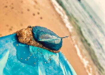 Tocou numa Medusa Velella? Saiba o que fazer para minimizar as reacções
