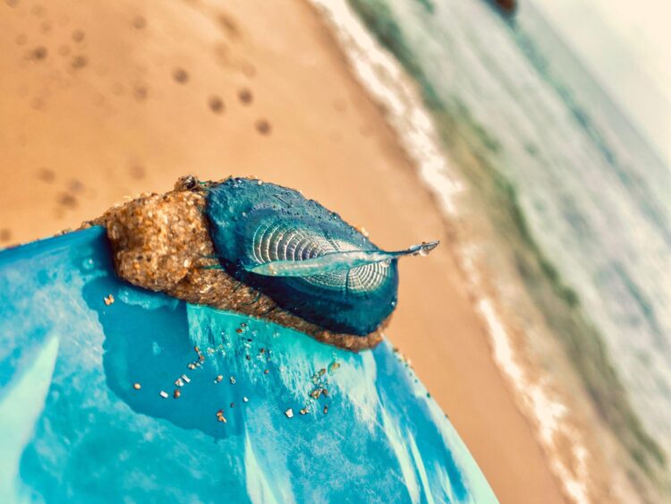 Tocou numa Medusa Velella? Saiba o que fazer para minimizar as reacções