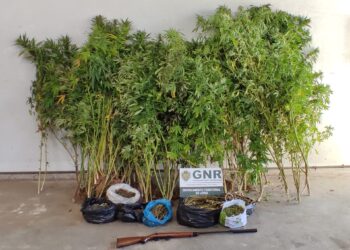 Apreendidas 103 plantas e 1.252 doses de cannabis em Leiria e Porto de Mós