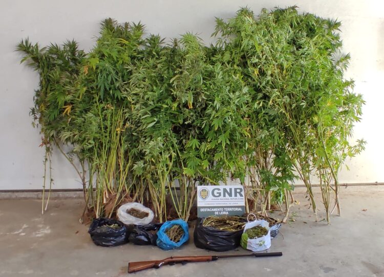 Apreendidas 103 plantas e 1.252 doses de cannabis em Leiria e Porto de Mós