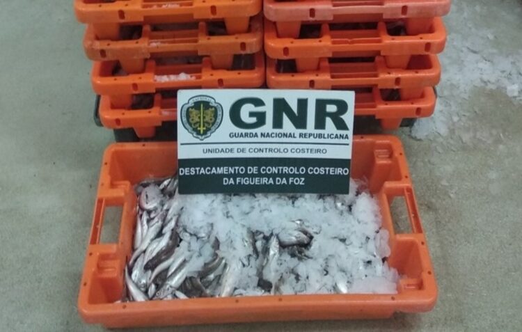 GNR deita a mão a 355 quilos de pescada abaixo do tamanho legal