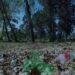 “Central Park de Leiria” poderá ser a Mata dos Marrazes