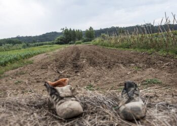 Município de Leiria reúne com suinicultores para tentar resolver poluição ambiental