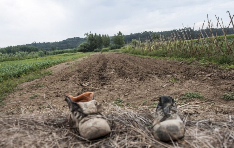 Município de Leiria reúne com suinicultores para tentar resolver poluição ambiental