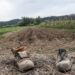 Município de Leiria reúne com suinicultores para tentar resolver poluição ambiental
