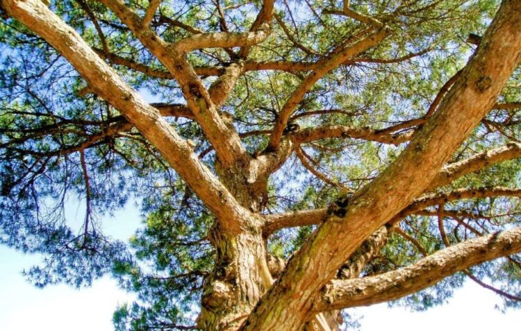 Câmara de Leiria anuncia projecto para plantar mais de 11 mil árvores