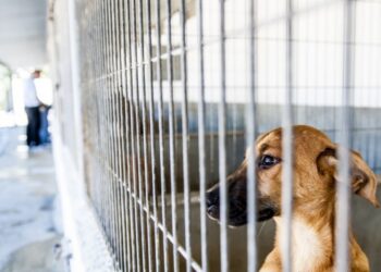 Novo canil de Porto de Mós começa a recolher animais em Outubro