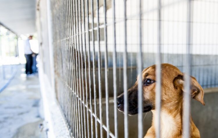 Novo canil de Porto de Mós começa a recolher animais em Outubro