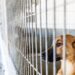 Novo canil de Porto de Mós começa a recolher animais em Outubro