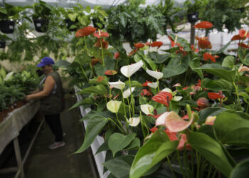 Sector das plantas e flores naturais com prejuízos de 180 milhões de euros