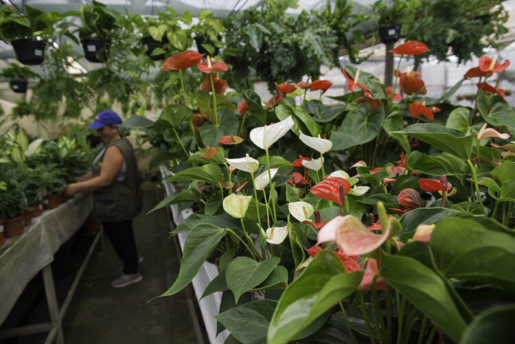 Sector das plantas e flores naturais com prejuízos de 180 milhões de euros
