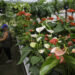 Sector das plantas e flores naturais com prejuízos de 180 milhões de euros