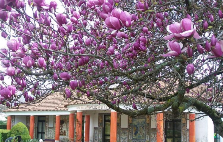 Magnólia de Castanheira de Pera é candidata a Árvore do Ano