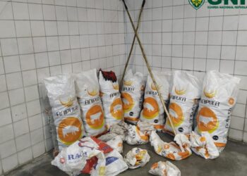 Detido homem por caçar perto de lar de idosos e outros três por furtarem pinhas