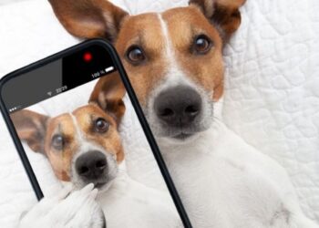 Goldpet, primeira petshop online portuguesa, celebra Dia do Animal com passatempo no Instagram