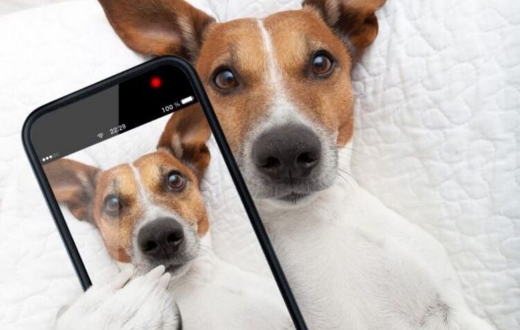 Goldpet, primeira petshop online portuguesa, celebra Dia do Animal com passatempo no Instagram