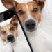 Goldpet, primeira petshop online portuguesa, celebra Dia do Animal com passatempo no Instagram