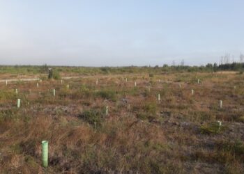 Devia ser zona limpa, mas recebeu uma plantação de sobreiros. O estranho caso do aceiro exterior no Pinhal de Leiria, que é invadido por um campo de futebol