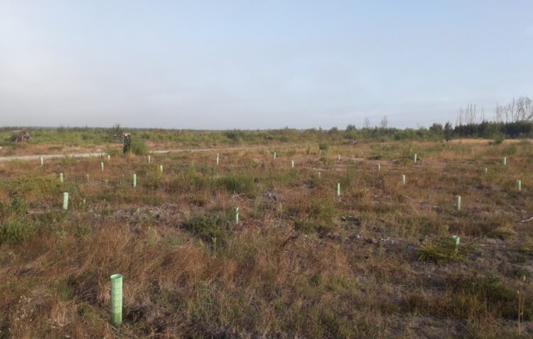 Devia ser zona limpa, mas recebeu uma plantação de sobreiros. O estranho caso do aceiro exterior no Pinhal de Leiria, que é invadido por um campo de futebol
