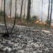 PCP lamenta que “nada tenha sido feito” no Pinhal de Leiria