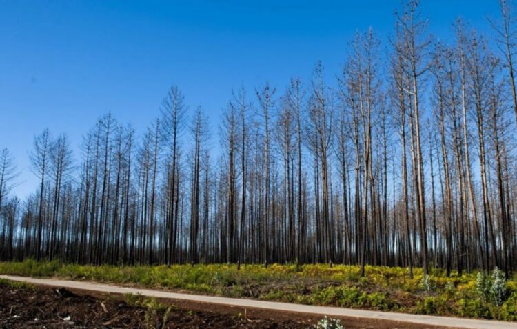 Peritos arrasam ICNF e recomendam criar nova entidade para gerir o Pinhal de Leiria