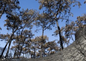 Secretário de Estado esteve na Marinha Grande e reconheceu “pequenos atrasos”. O que está feito e o que se vai fazer no Pinhal do Rei até 2024
