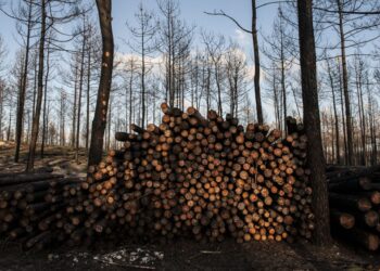 Está rearborizada 12% da área ardida no Pinhal de Leiria. E o objectivo de regeneração natural falhou em 30%